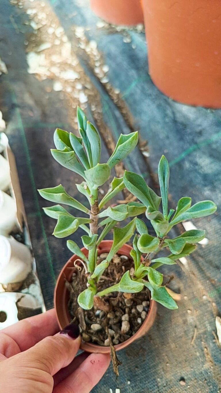 Senecio Kleiniiformis