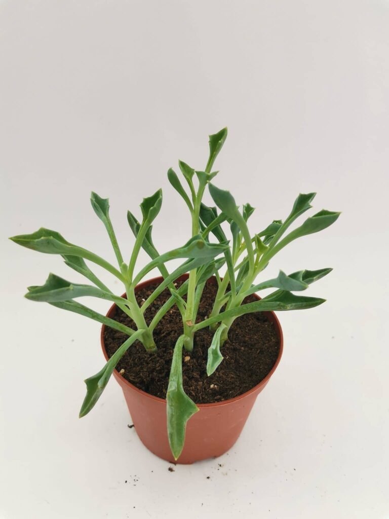 Senecio Kleiniiformis