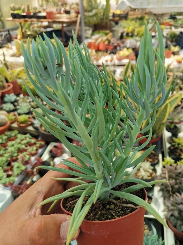 Senecio Mandraliscae Blue Marine