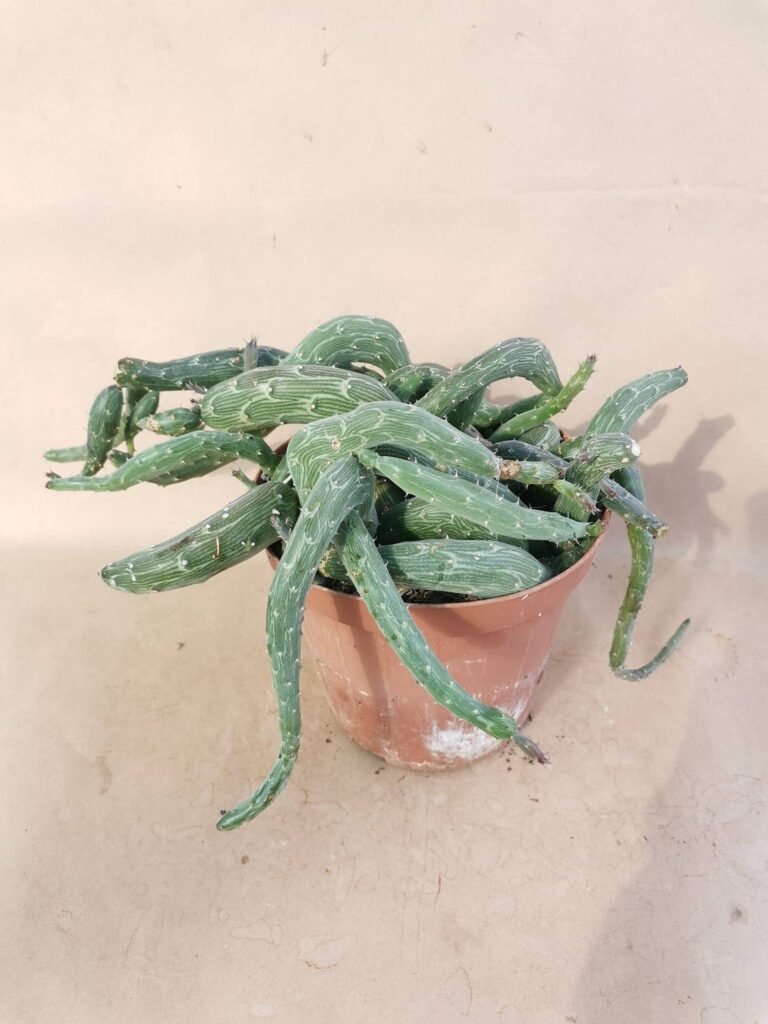 Senecio Pendulus