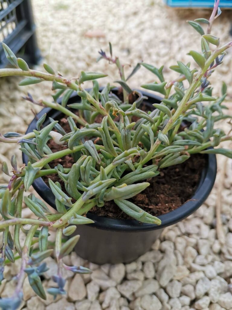Senecio Peregrinus o Pianta del Delfino