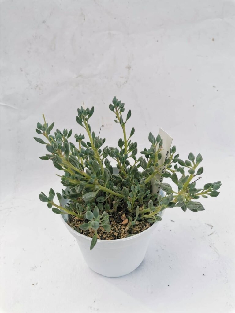 Senecio Pusillus Citriformis