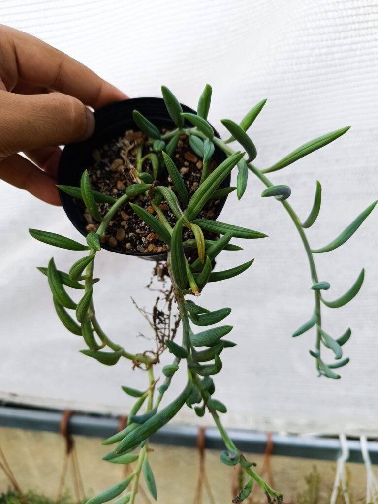 Senecio Radicans String of Bananas