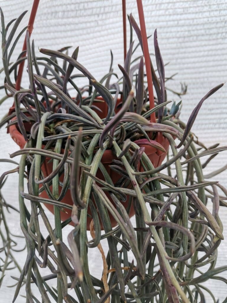 Senecio Radicans String of Bananas