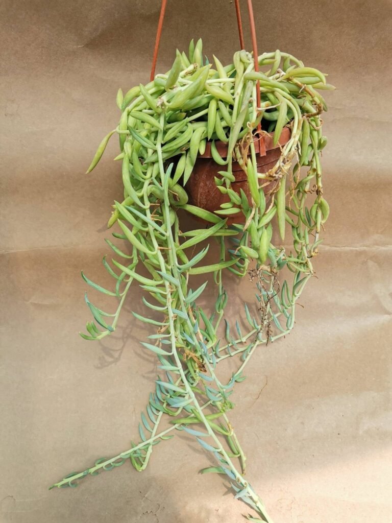Senecio Radicans String of Bananas