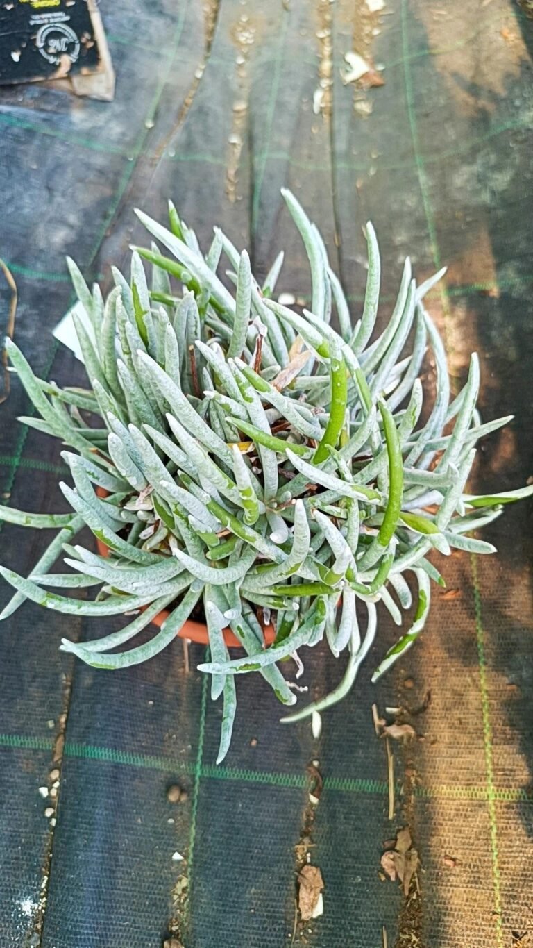 Senecio Scaposus