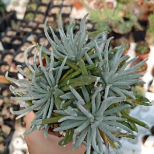 Senecio Scaposus