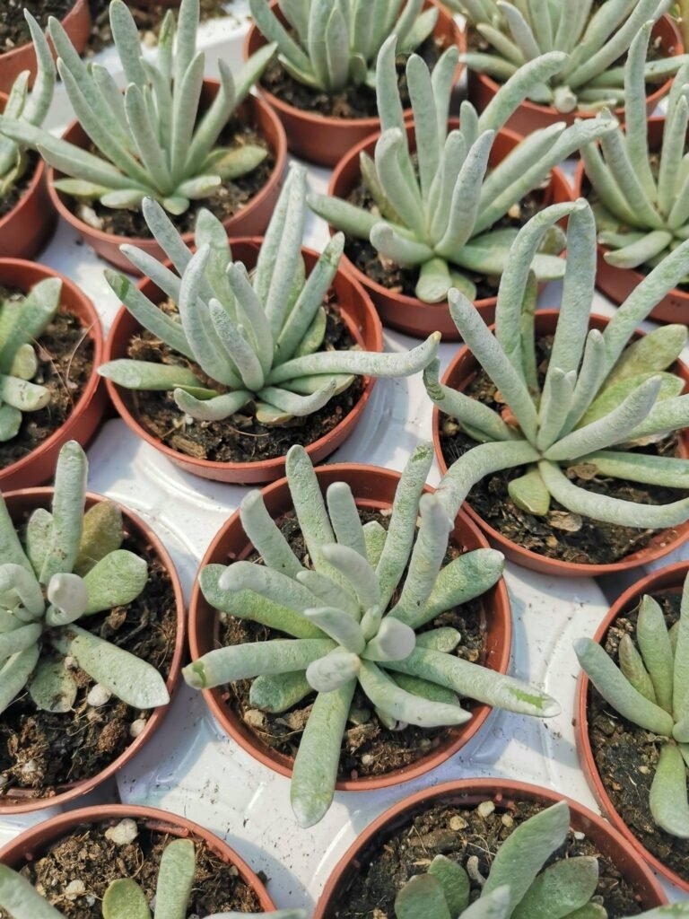 Senecio Scaposus