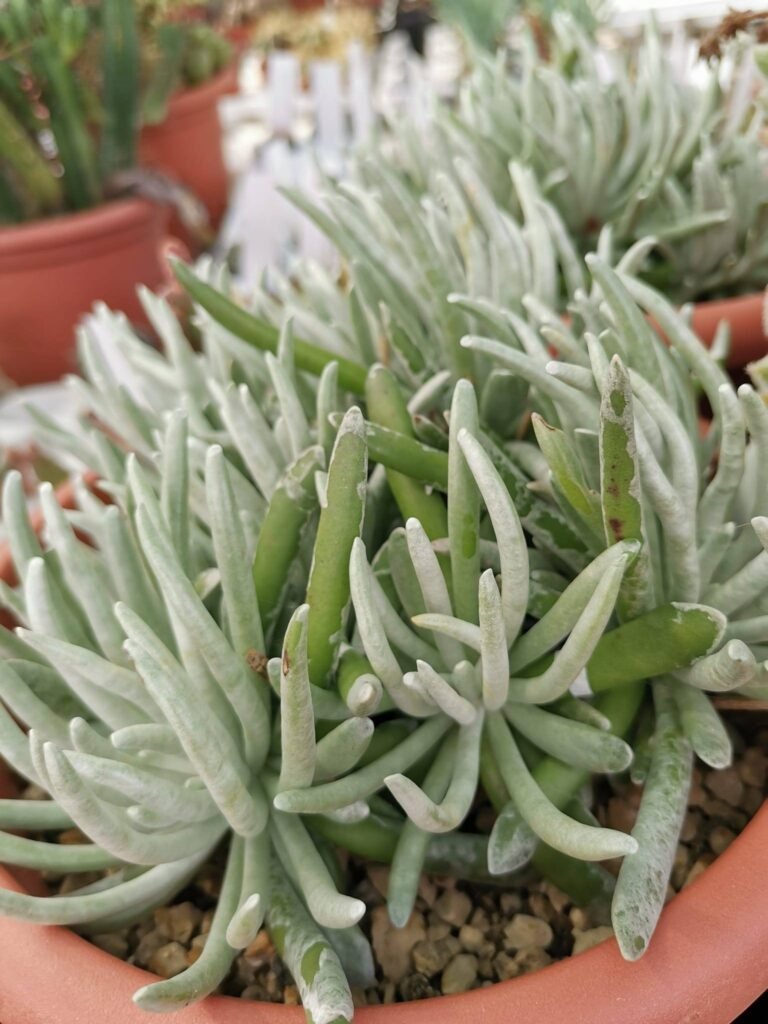 Senecio Scaposus Big