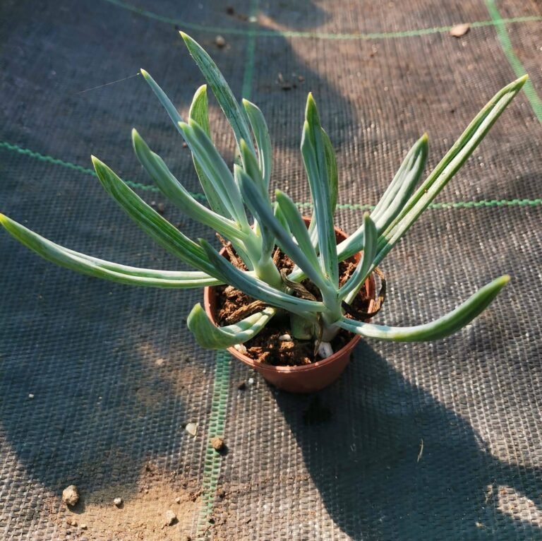 Senecio Serpens