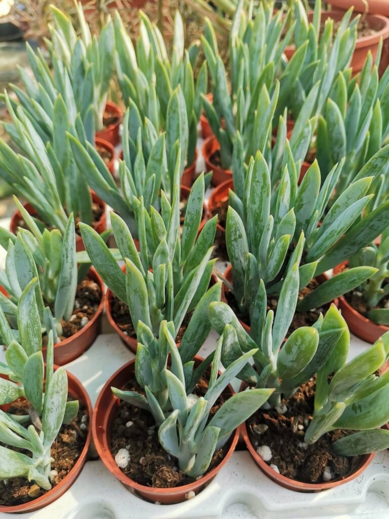 Senecio Serpens Mount Everest