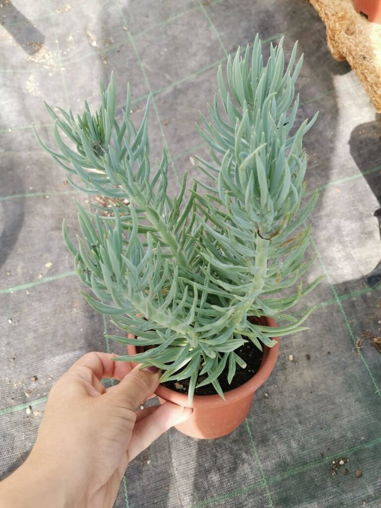 Senecio Talinoides