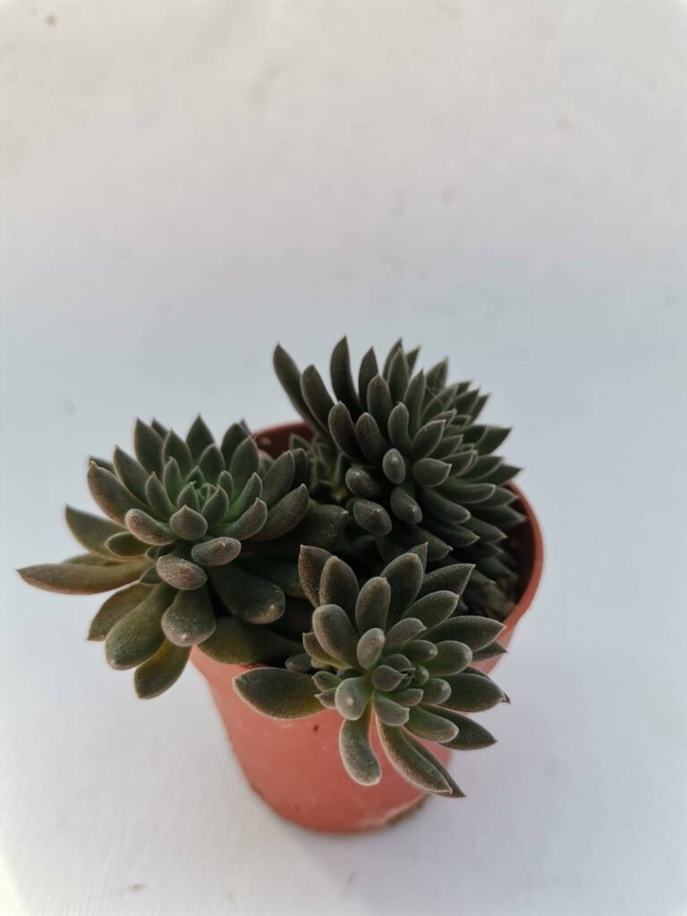 Sinocrassula Yunnanensis accestite