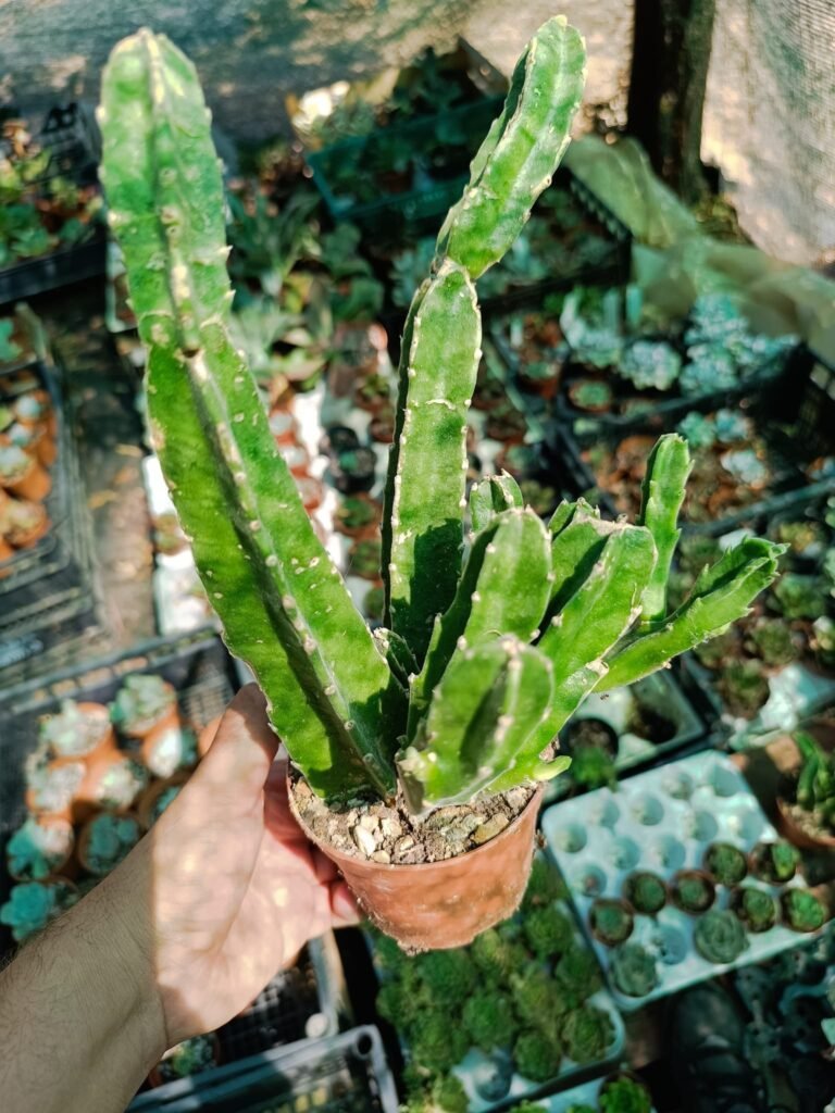 Stapelia Grandiflora