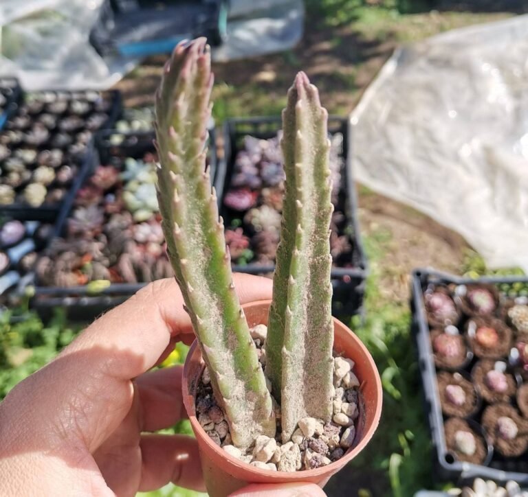 Stapelia Hirsuta Hybrid
