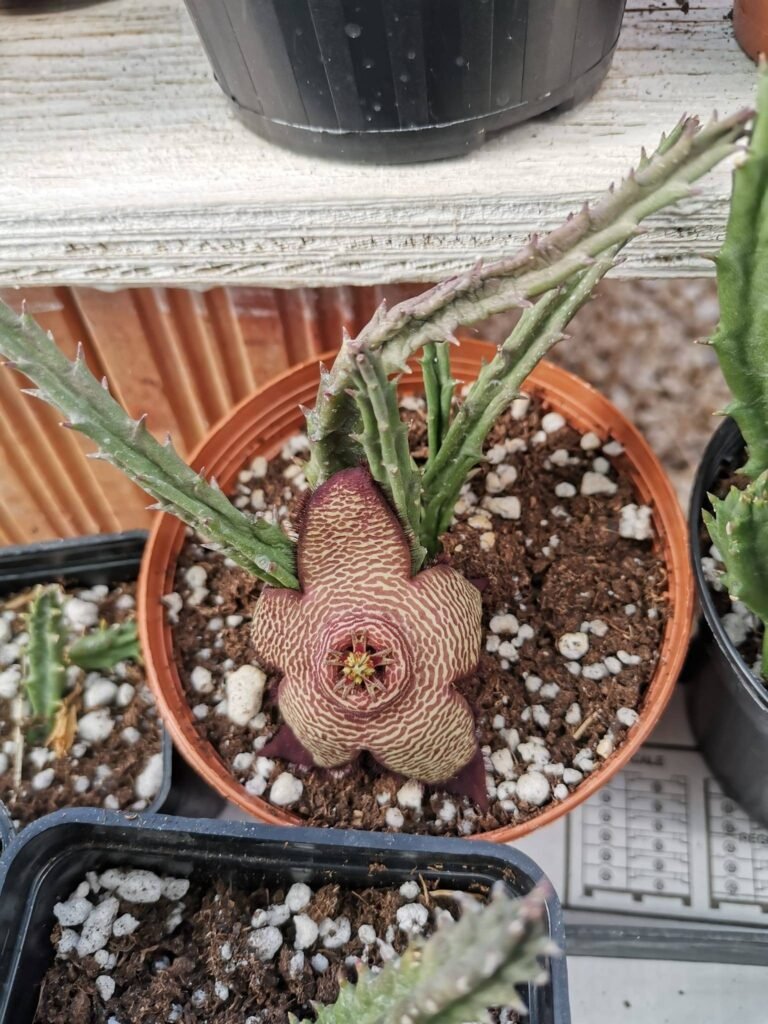 Stapelia Mutabilis