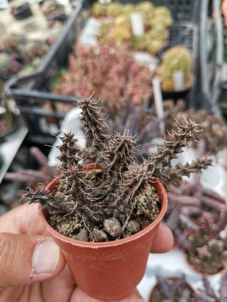 Stapelianthus Decaryi