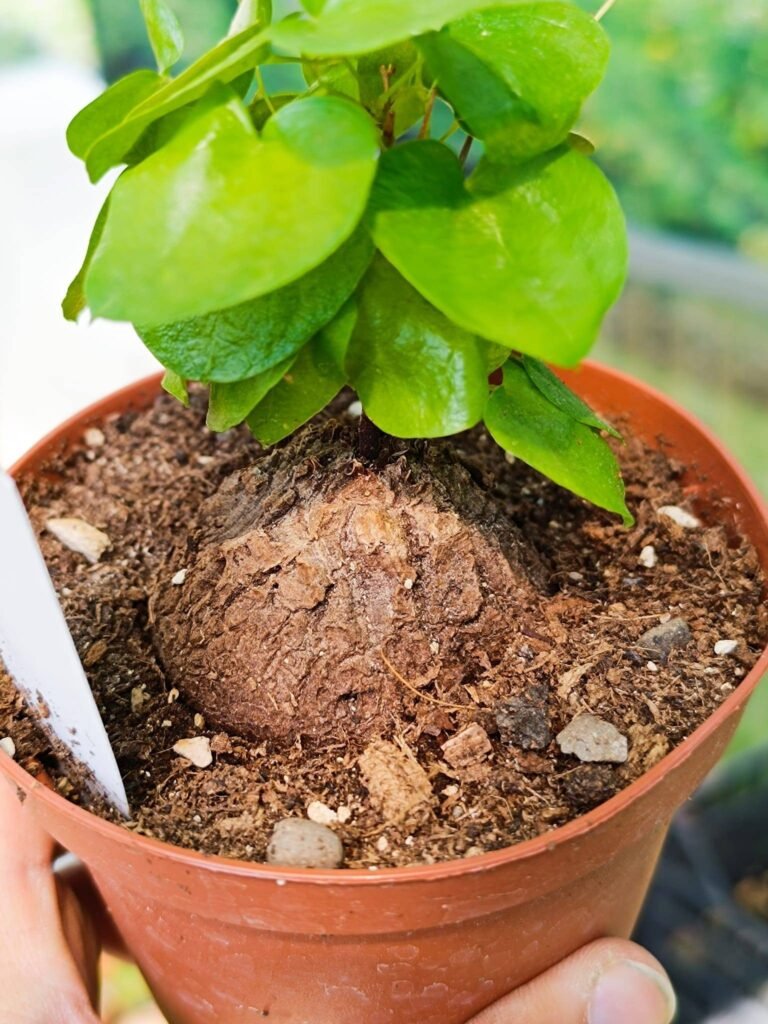 Testudinaria Elephantipes o Dioscorea