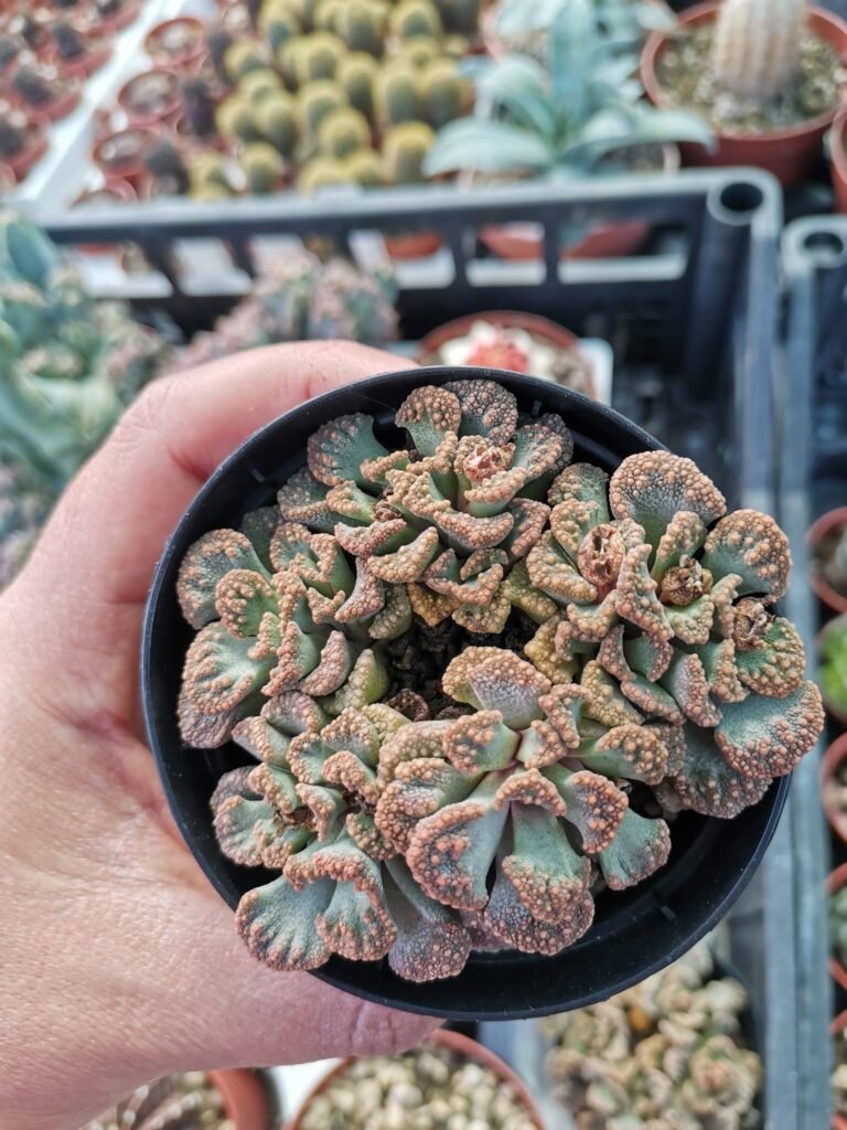 Titanopsis Calcarea