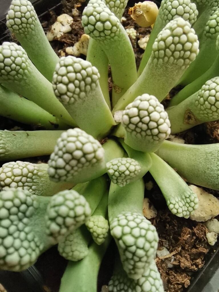 Titanopsis Schwantesii