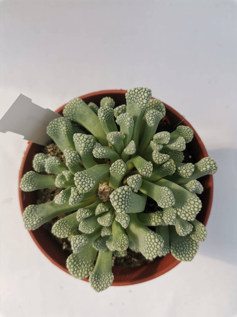 Titanopsis Primosii