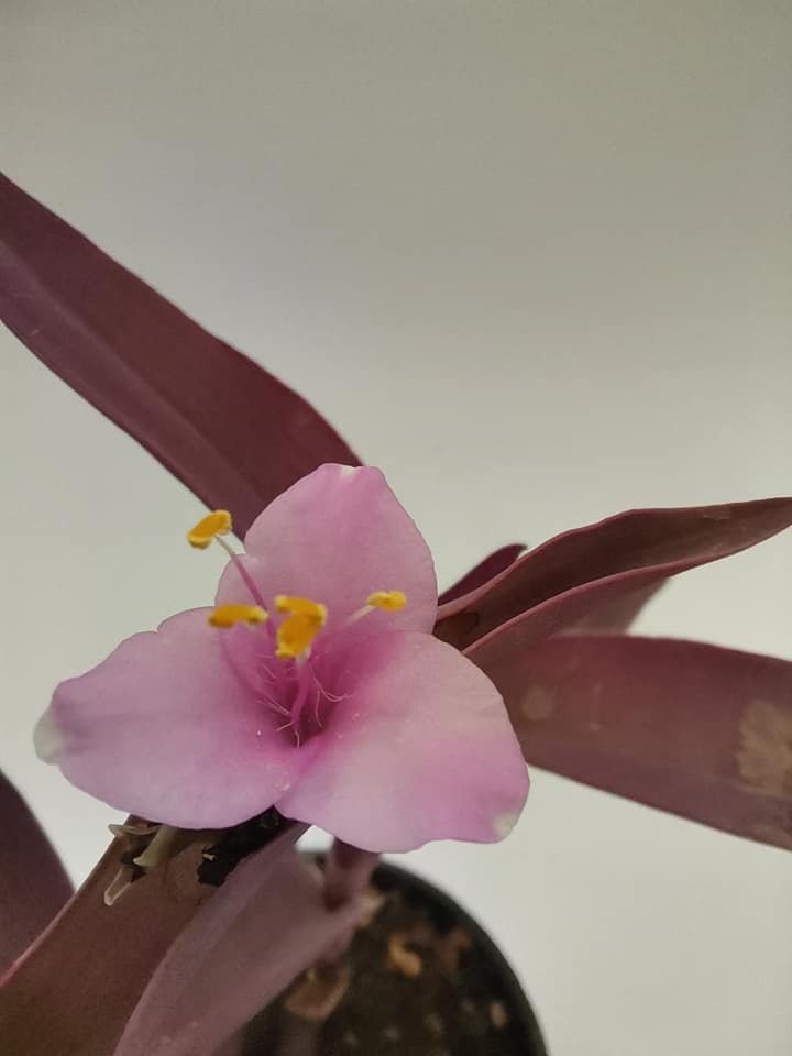 Tradescantia Pallida o pianta della “miseria”