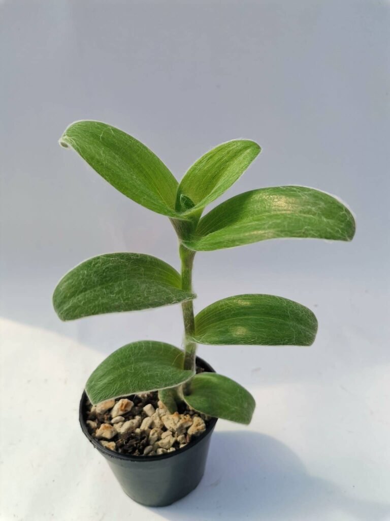 Tradescantia Sillamontana