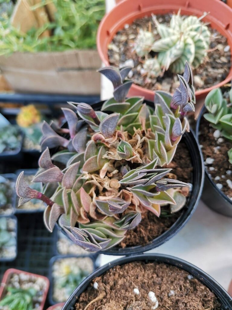 Tradescantia Navicularis