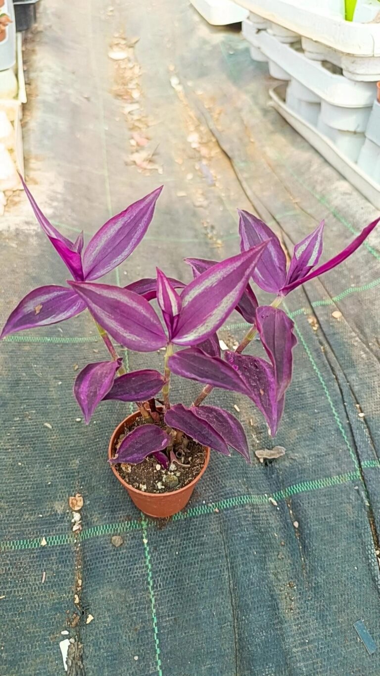 Tradescantia Zebrina
