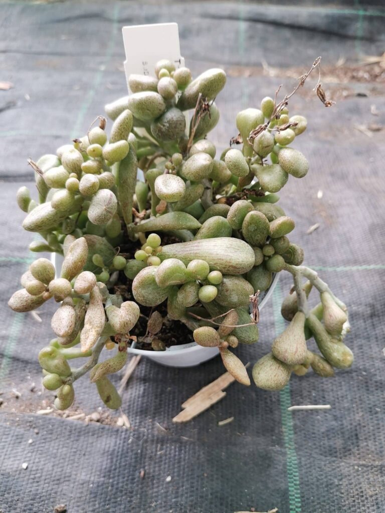 Tylecodon Decipiens