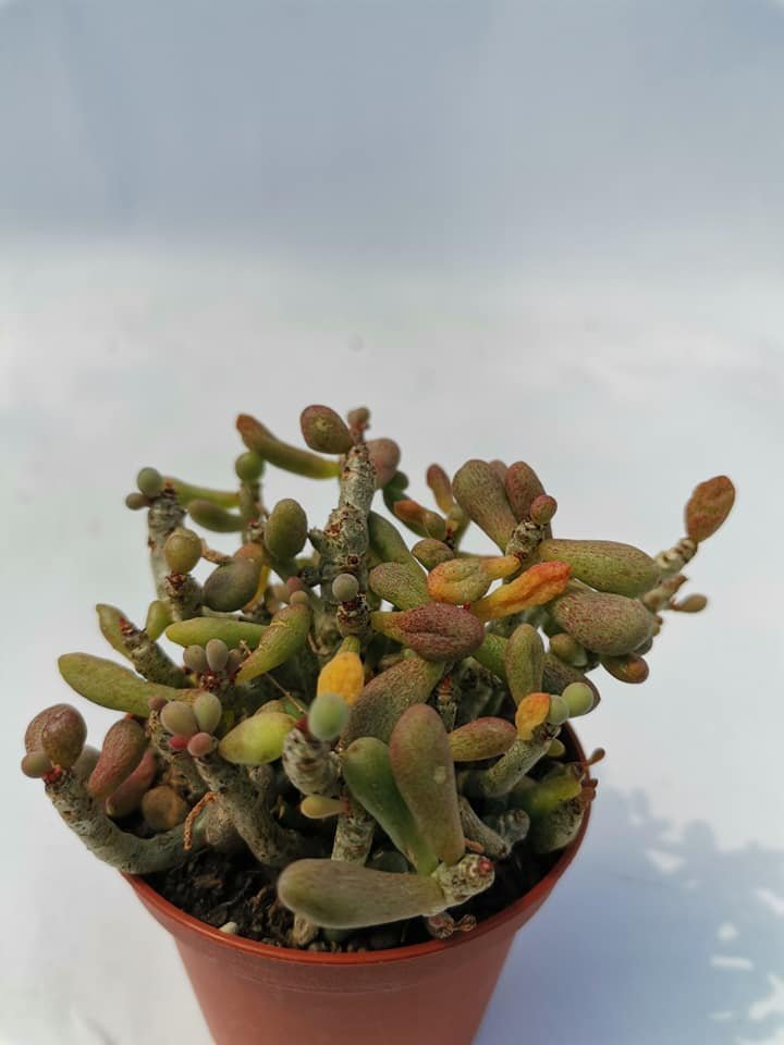 Tylecodon Schaeferianus