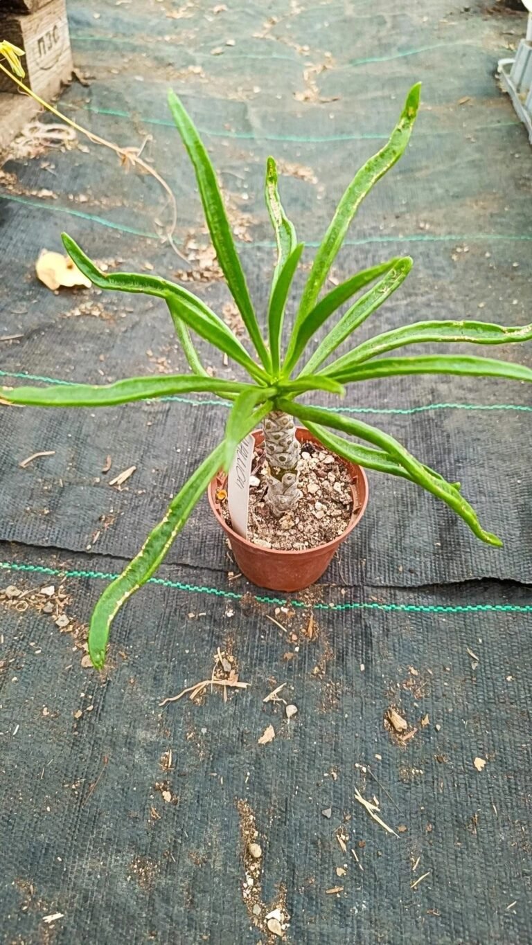 Tylecodon Wallichii