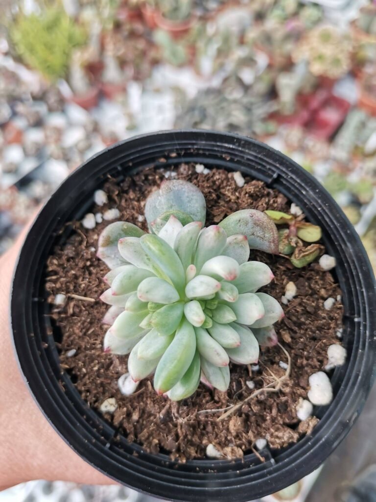 Sedeveria Blue Elf Variegata Korean