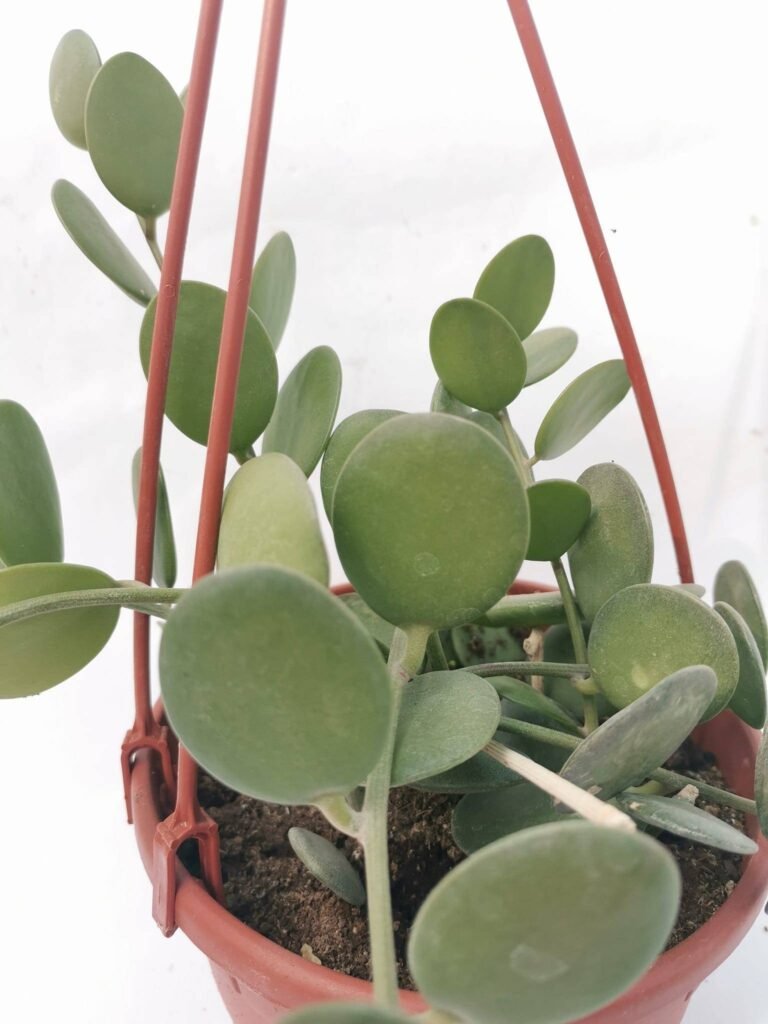 Xerosicyos Danguyi