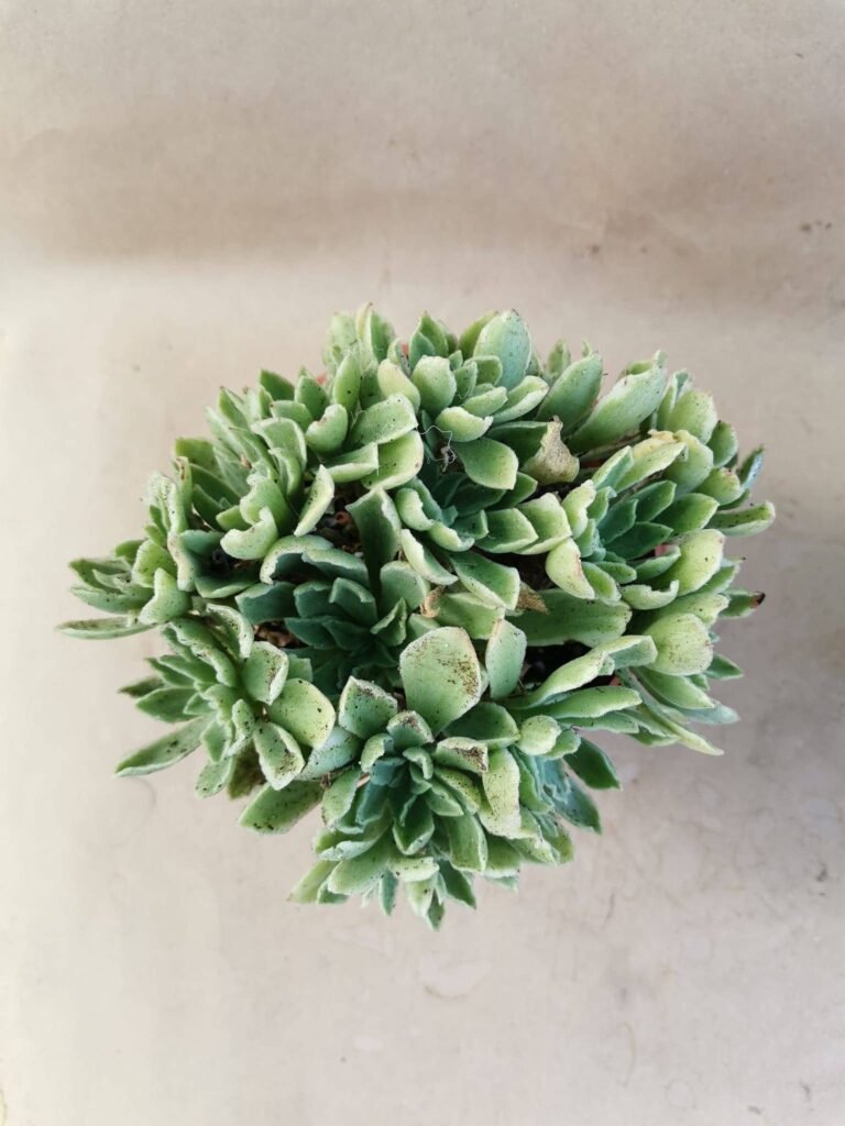 Aeonium Ballerina Variegata