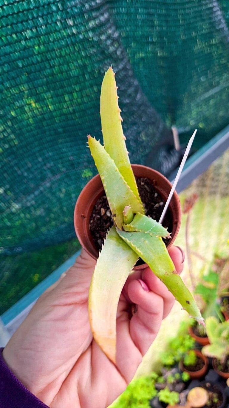 Aloe Arborescens