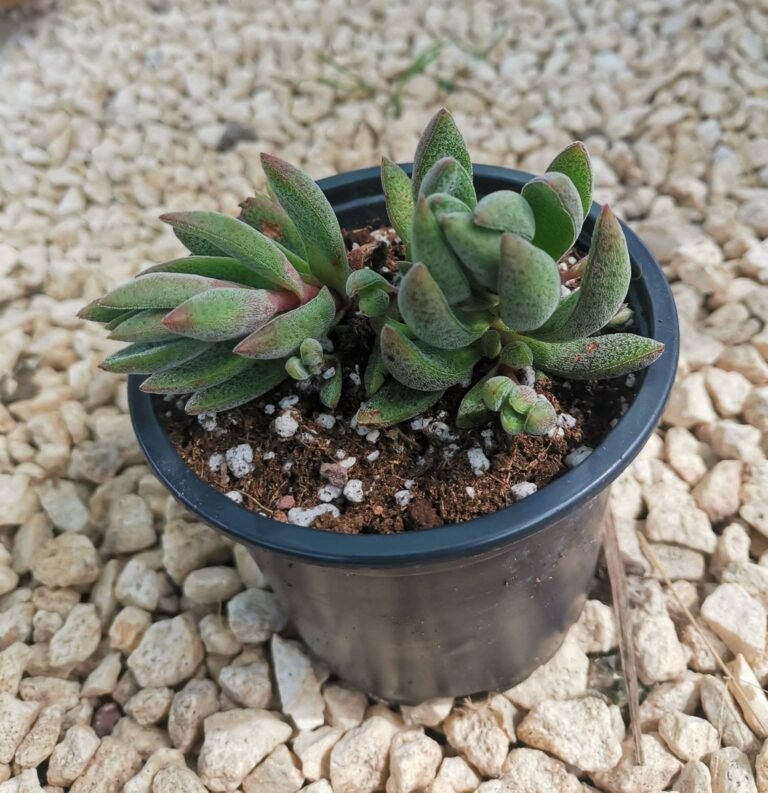 crassula Justus Corderoy
