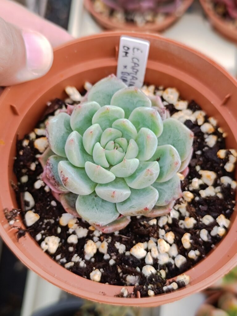 echeveria derenbergii captain hay Hybrid
