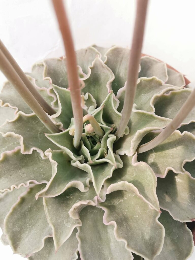 Echeveria Madiba big XXL