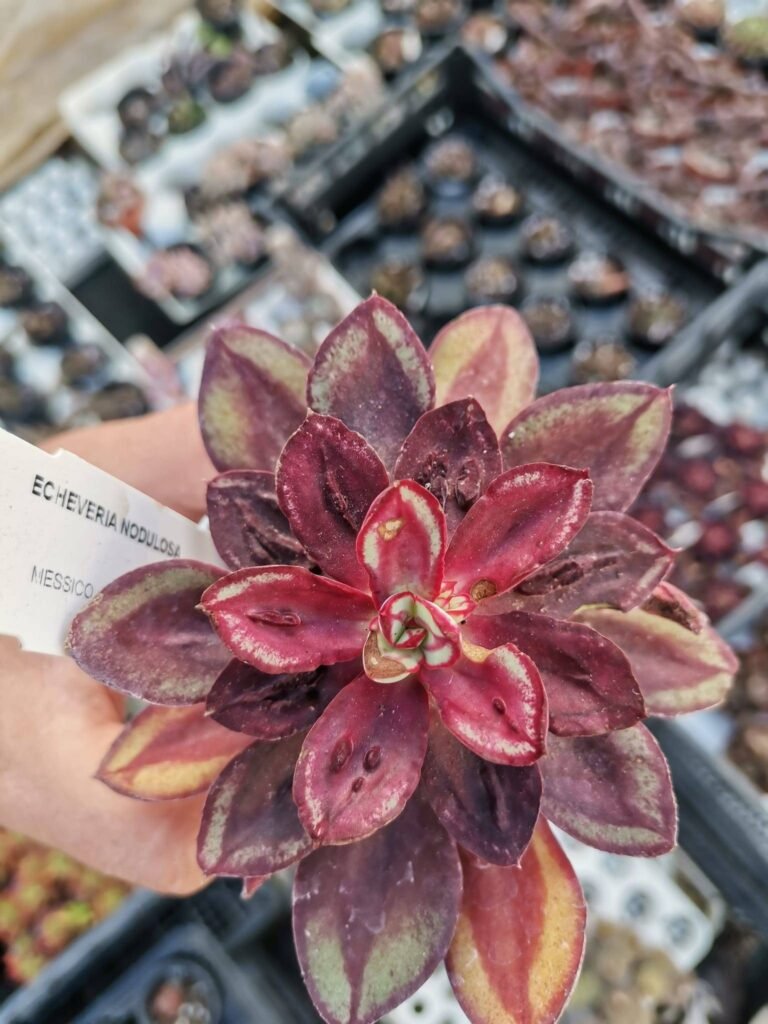 Echeveria Nodulosa Maruba Benitsukasa