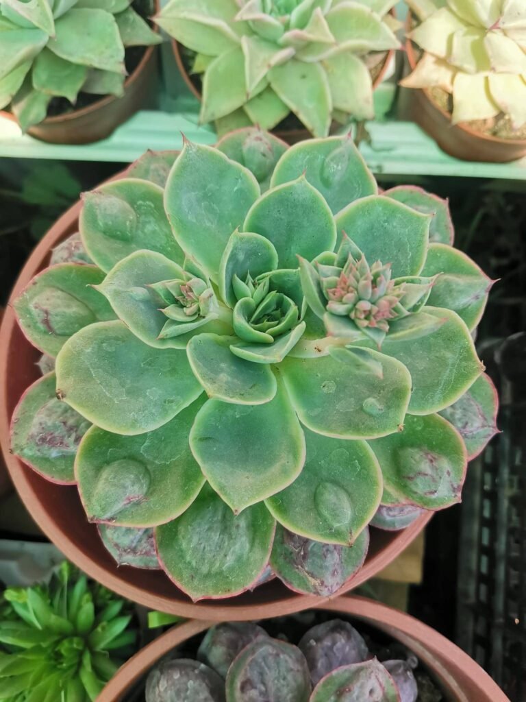 Echeveria Parva x Raindrops