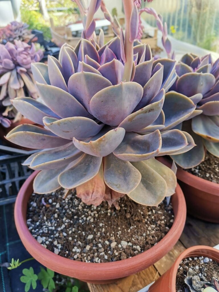 Echeveria Perla di Norimberga Big Size