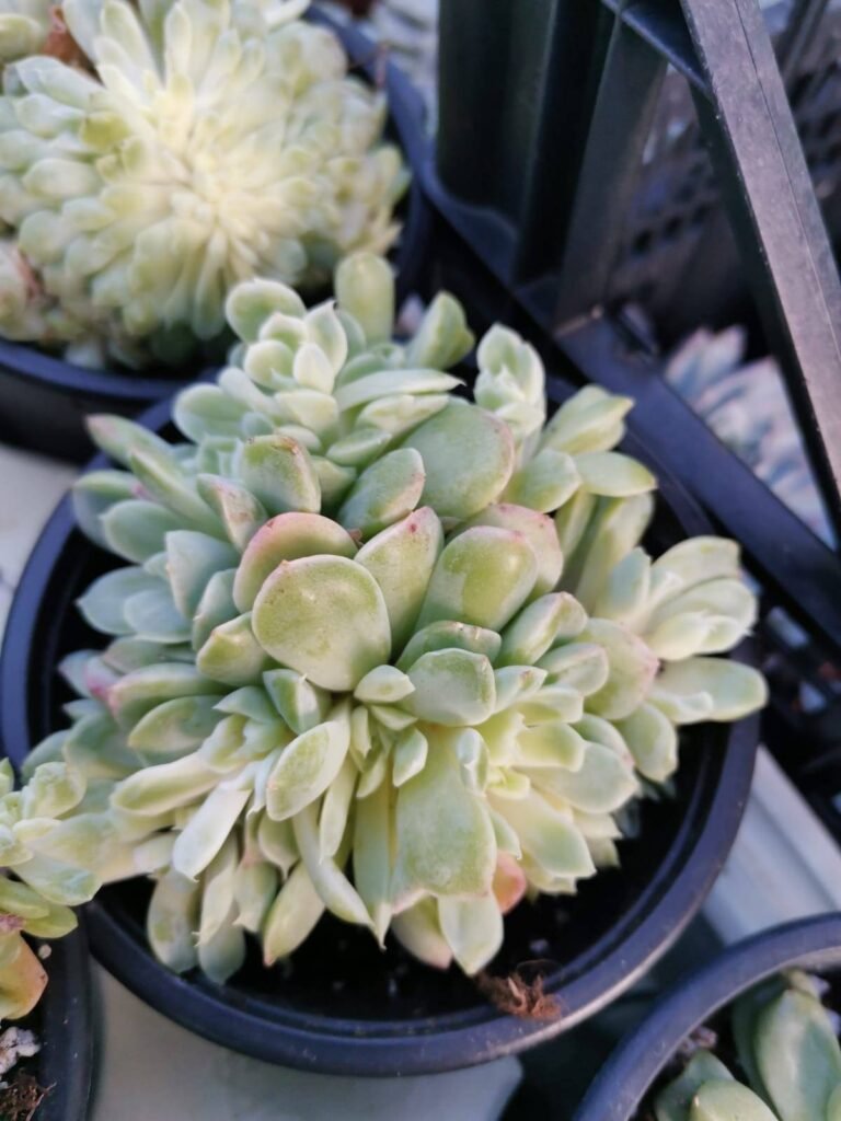 Echeveria Sanchez-Mejoradae