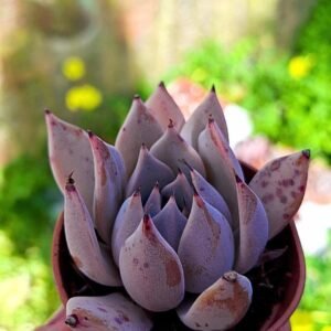 Echeveria sfumata