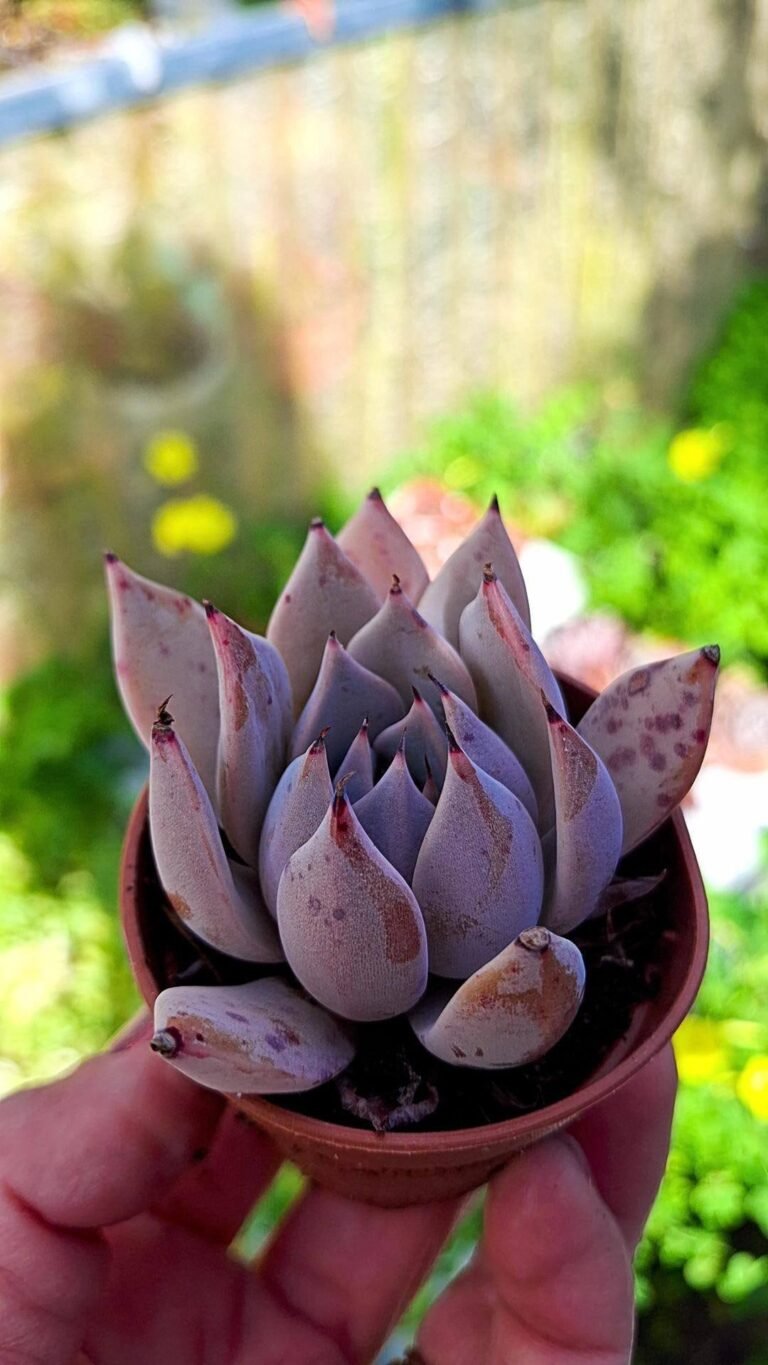 Echeveria sfumata