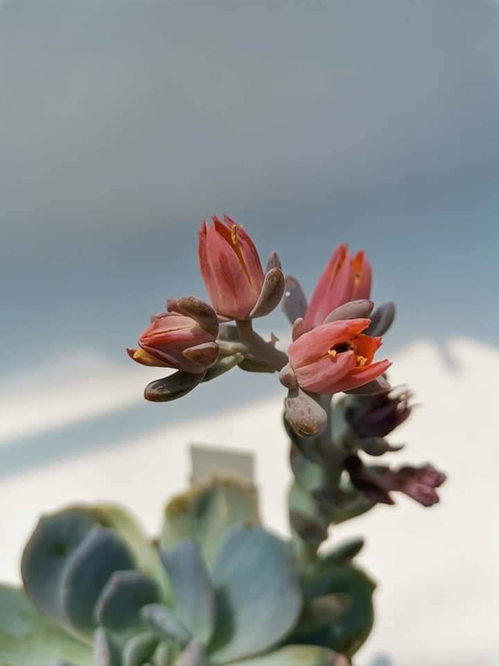Echeveria Snow Bunny