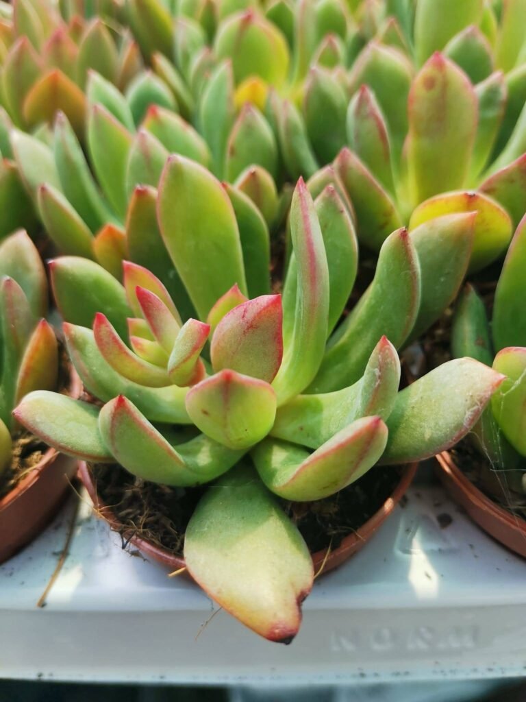 Echeveria Tanguy