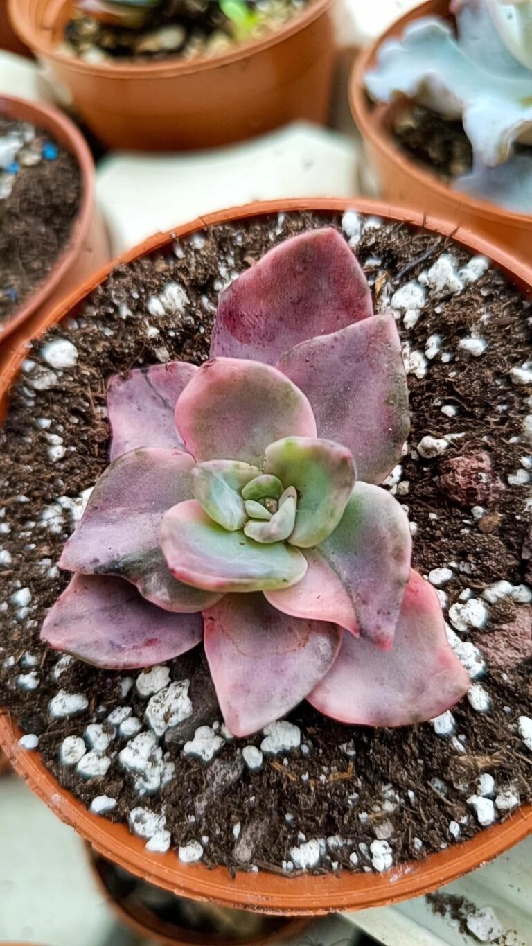 graptoveria bainesii variegated korean