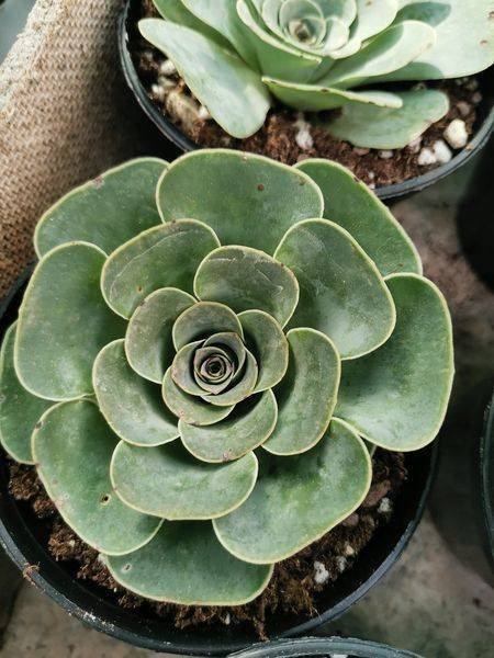 Greenovia Diplocycla