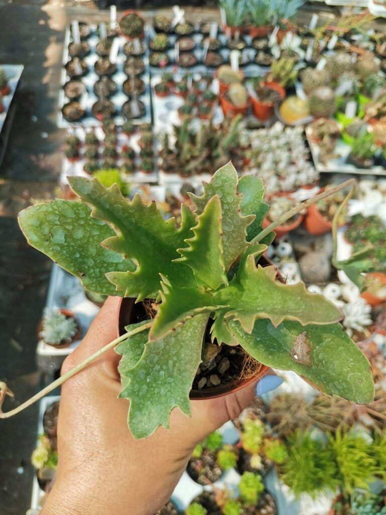 Kalanchoe Synsepala Dissecta